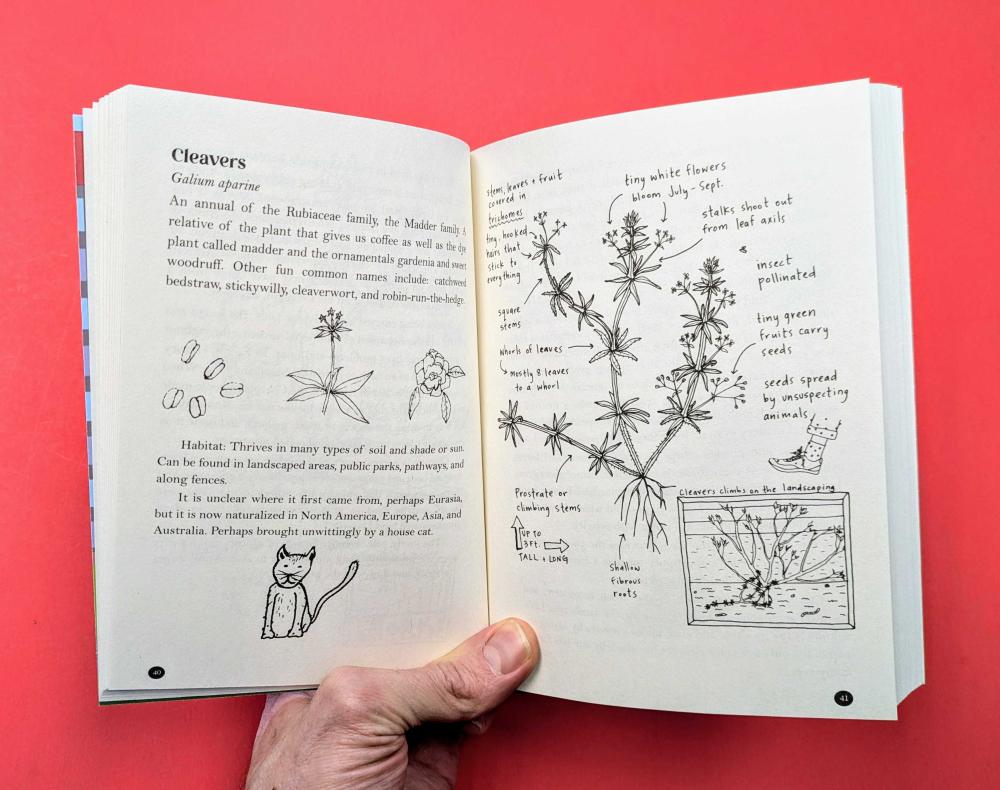 An Urban Field Guide to the Plants, Trees, and Herbs in Your Path image #1