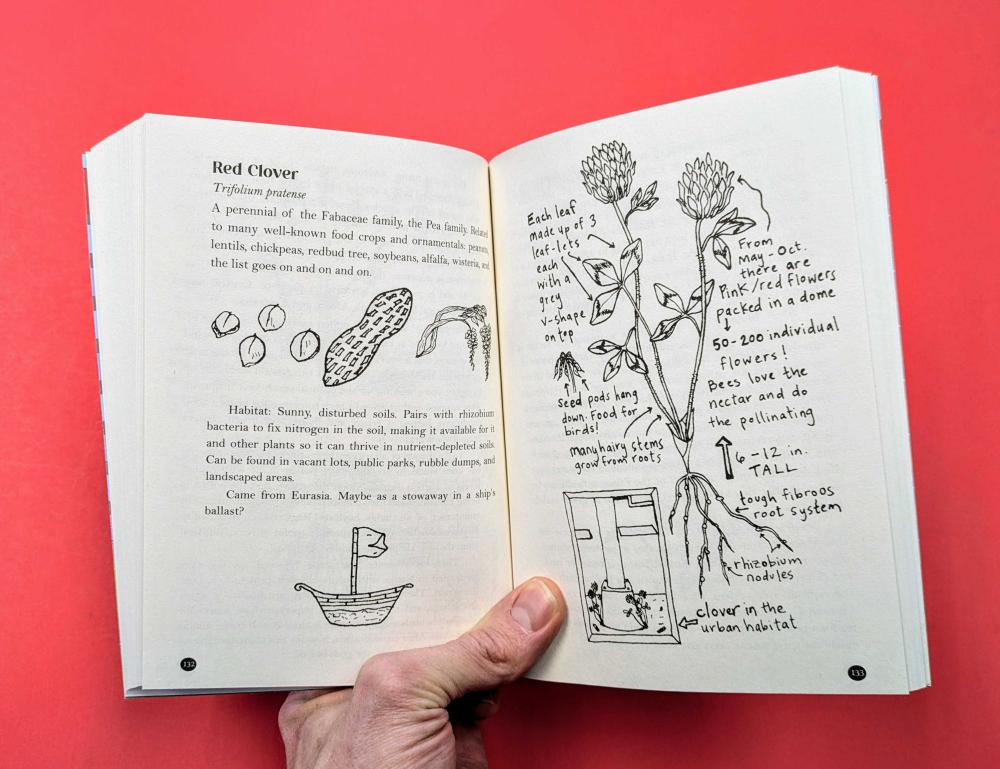 An Urban Field Guide to the Plants, Trees, and Herbs in Your Path image #3