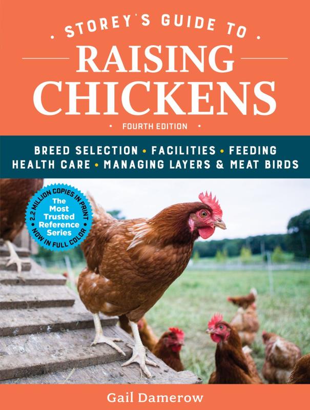 Perspective shot of a chicken descending the ramp of a chicken house, among other chickens