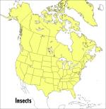 Insects (Peterson Field Guides)