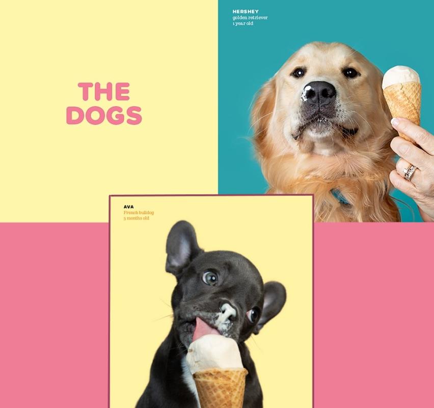 Dogs vs. Ice Cream image #1