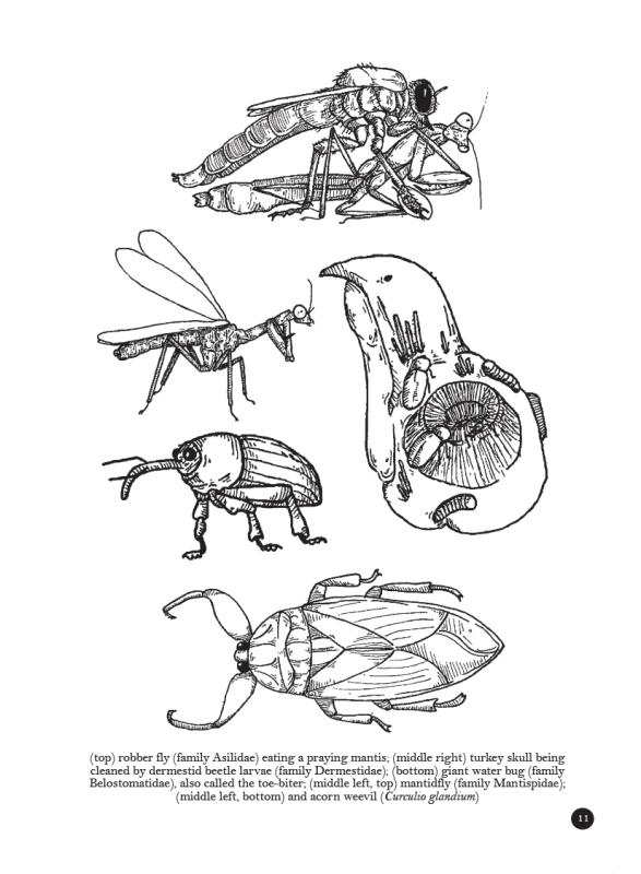 Bug Life: How Bees, Butterflies, and Other Insects Rule the World image #4