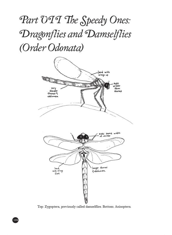 Bug Life: How Bees, Butterflies, and Other Insects Rule the World image #8