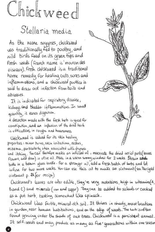 Chickweed: Edible Weeds and Herbalism image #2