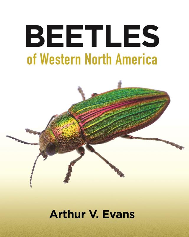 white fades to yellow cover with green and red beetle with black text