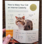 How to Make Your Cat an Internet Celebrity: A Guide to Financial Freedom