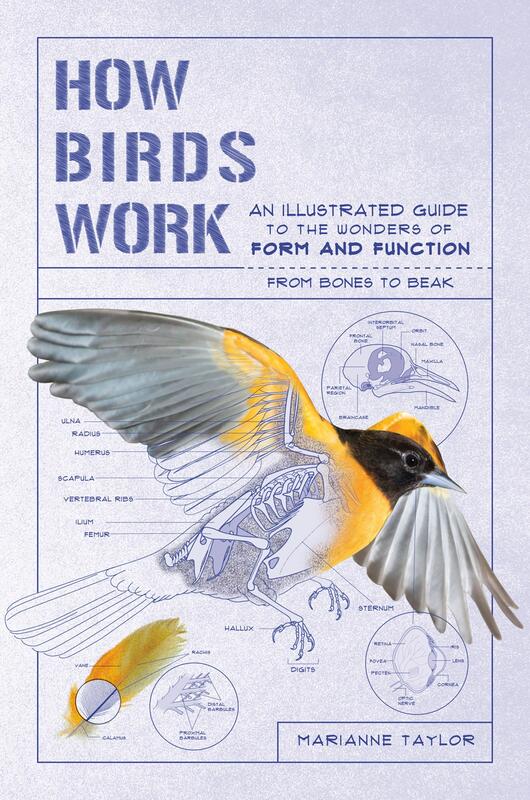 an anatomical illustration of a yellow and black bird, with various parts of anatomy labeled. 