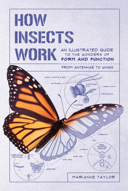 a scientific illustration of a monarch butterfly with parts of its anatomy labeled 