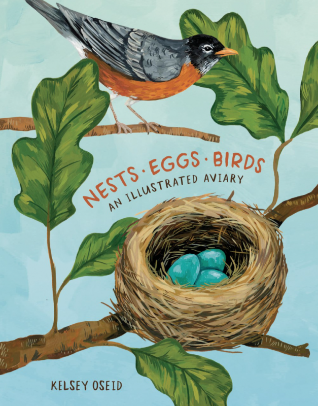 a robin oversees blue eggs in a nest