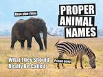 Proper Animal Names