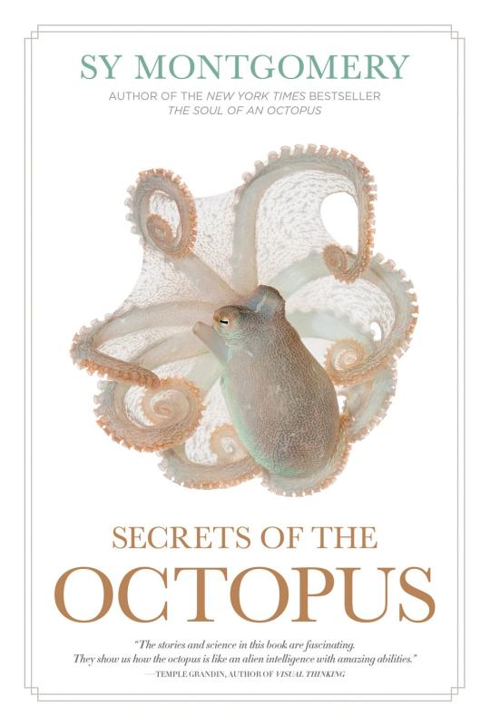 an octopus