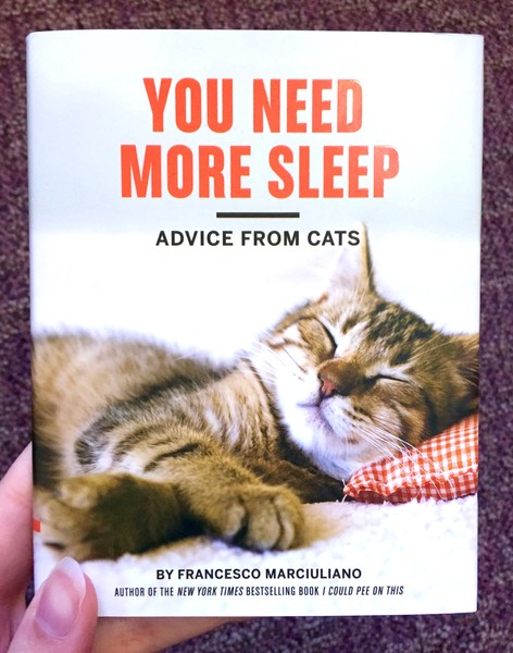 You Need More Sleep: Advice from Cats